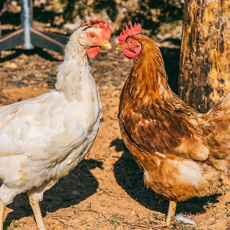 Parque de Campismo El Rebost De Penyagalera *
